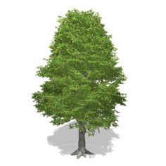 Tree – 00015 3D Model