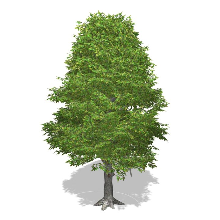 Tree – 00015 3D Model