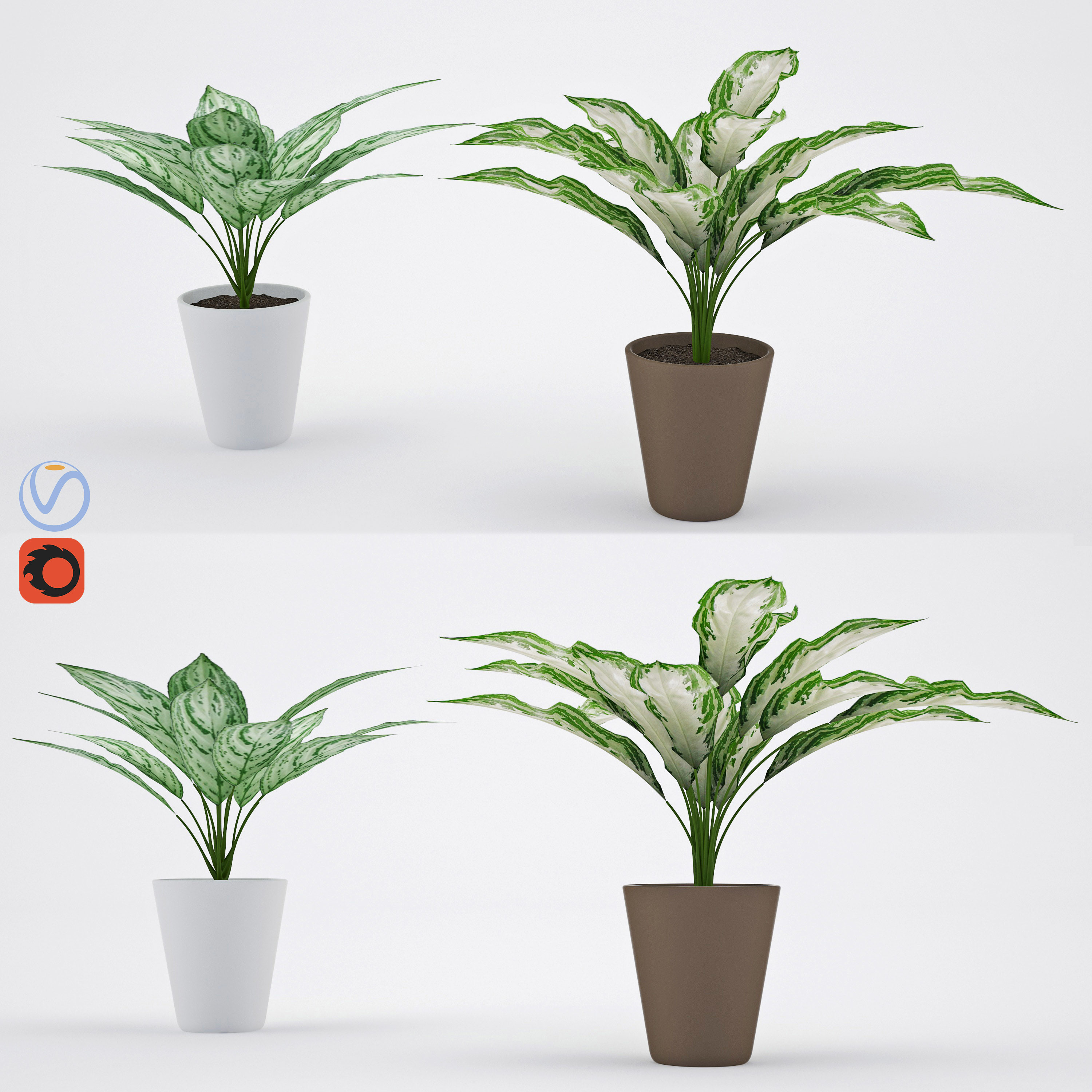 Aglaonema 3D Model