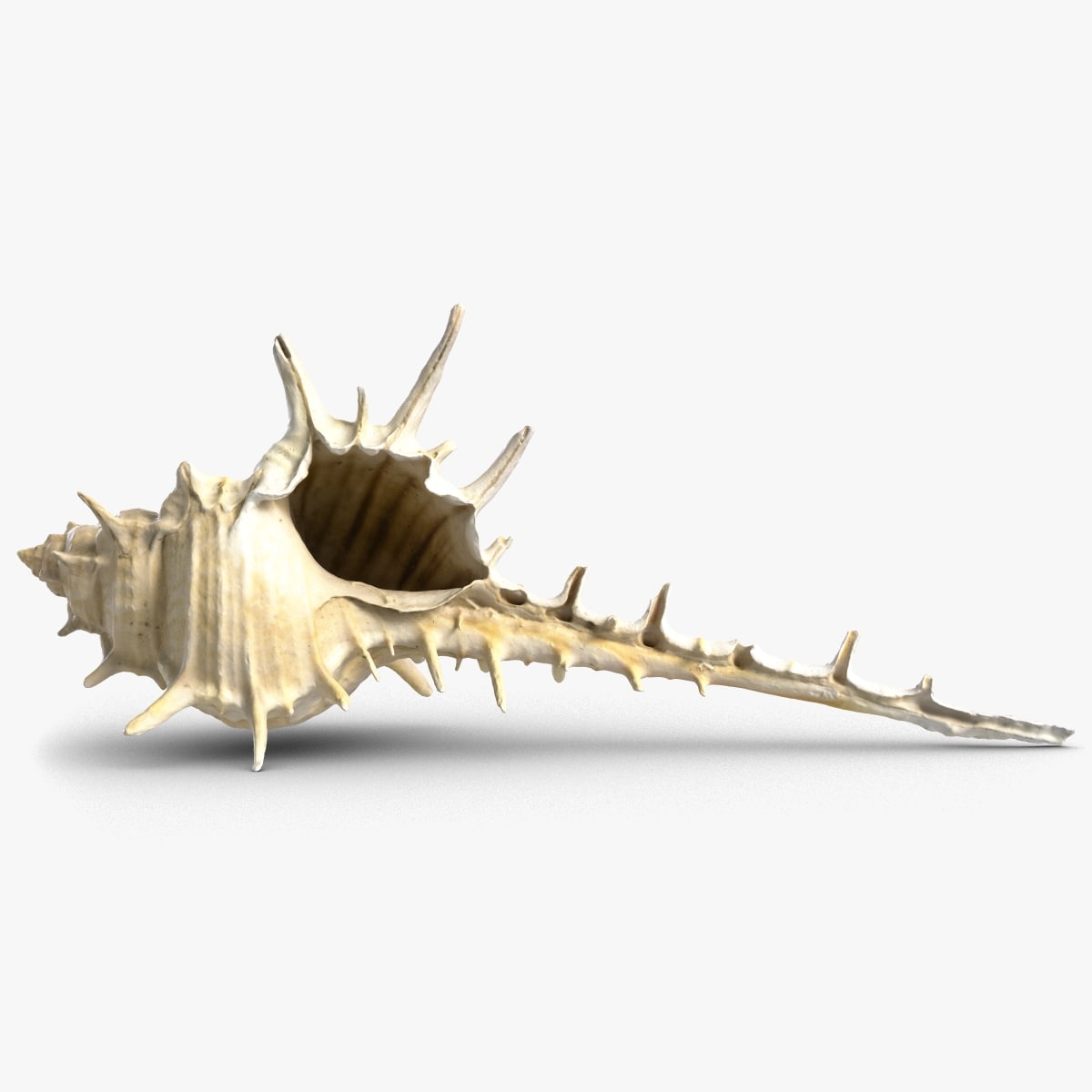 Murex Shell 3D 3D Model