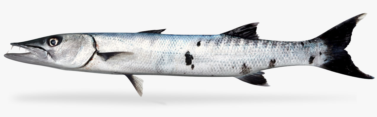 Barracuda 3D Model