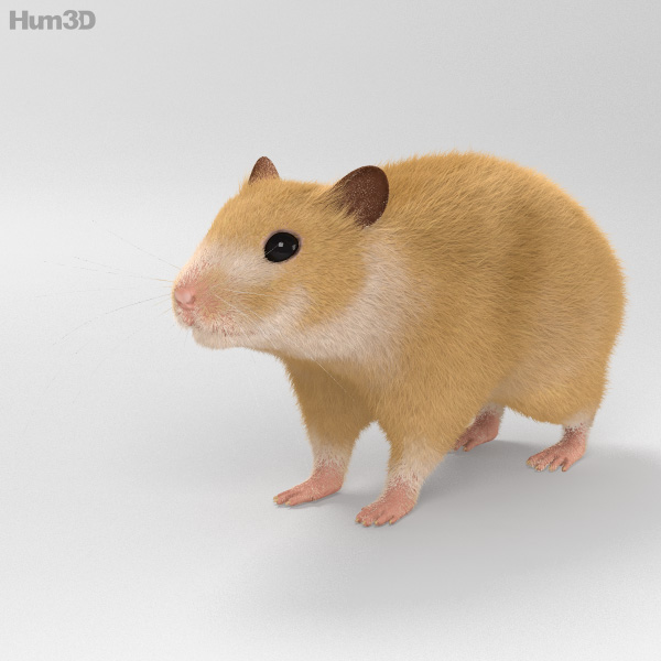 Hamster HD 3D Model