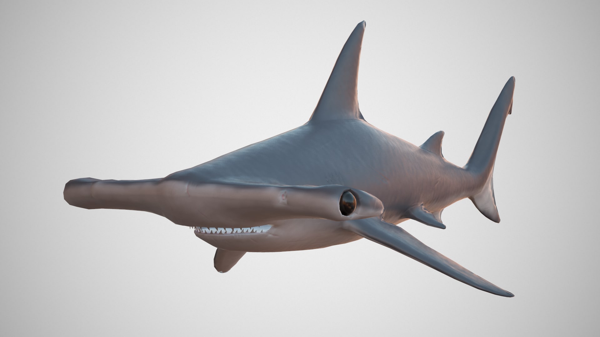 Hammerhead Shark 3D Model