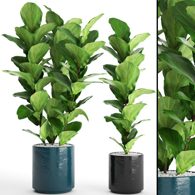 Ficus Lyrata Trees 3D Model