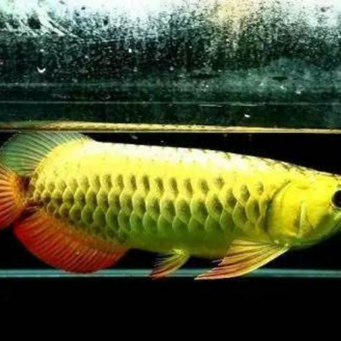 arowana 3D Print Model