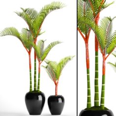 Cyrtostachys renda palm 3D Model