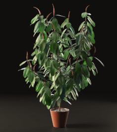Ficus Tree 3D Model