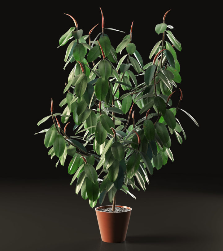 Ficus Tree 3D Model