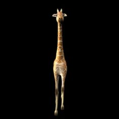 Girafee 3D Model