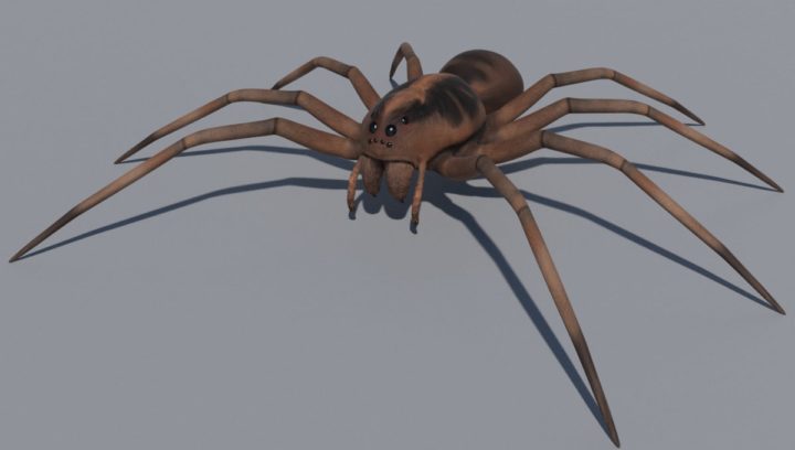 Wolf Spider 3D Model