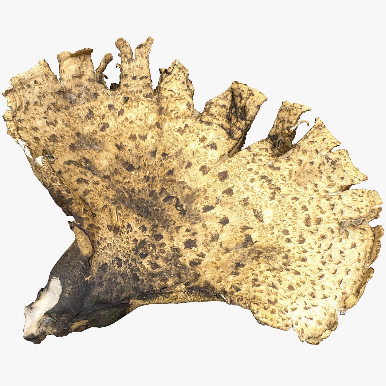 Mushroom Big Polypore 6 Lowpoly 3D Model
