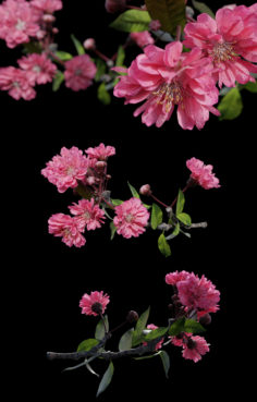 Japanese Cherry Blossom – Branch for Particle Generation 3D Model