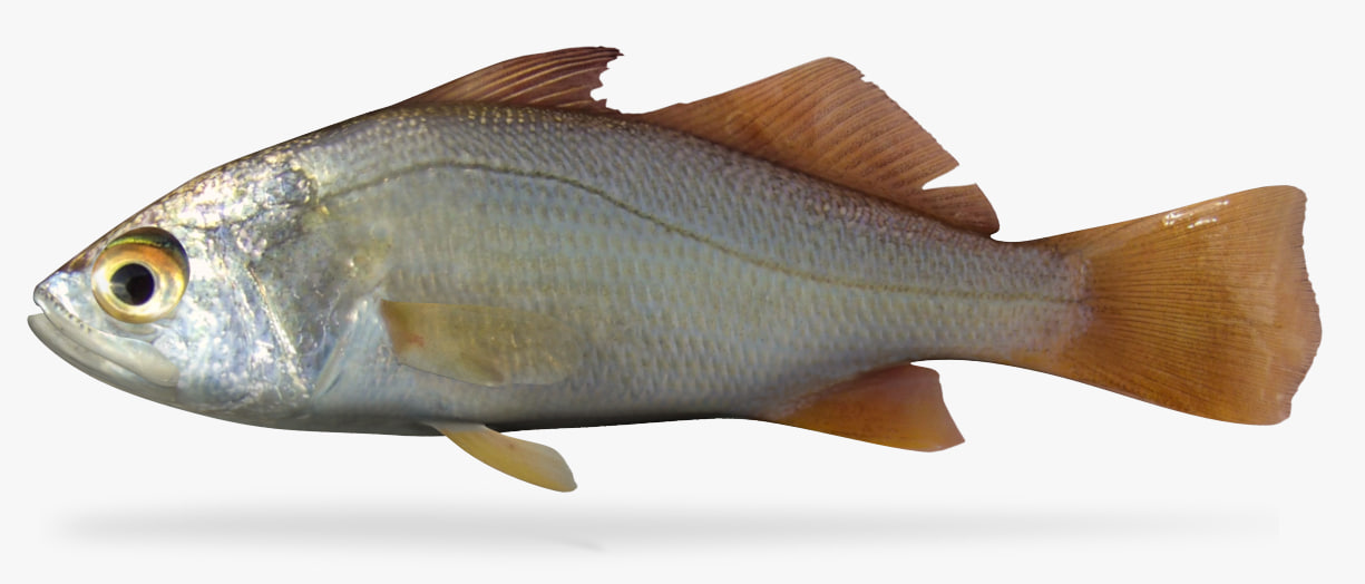 silver perch 3D Model