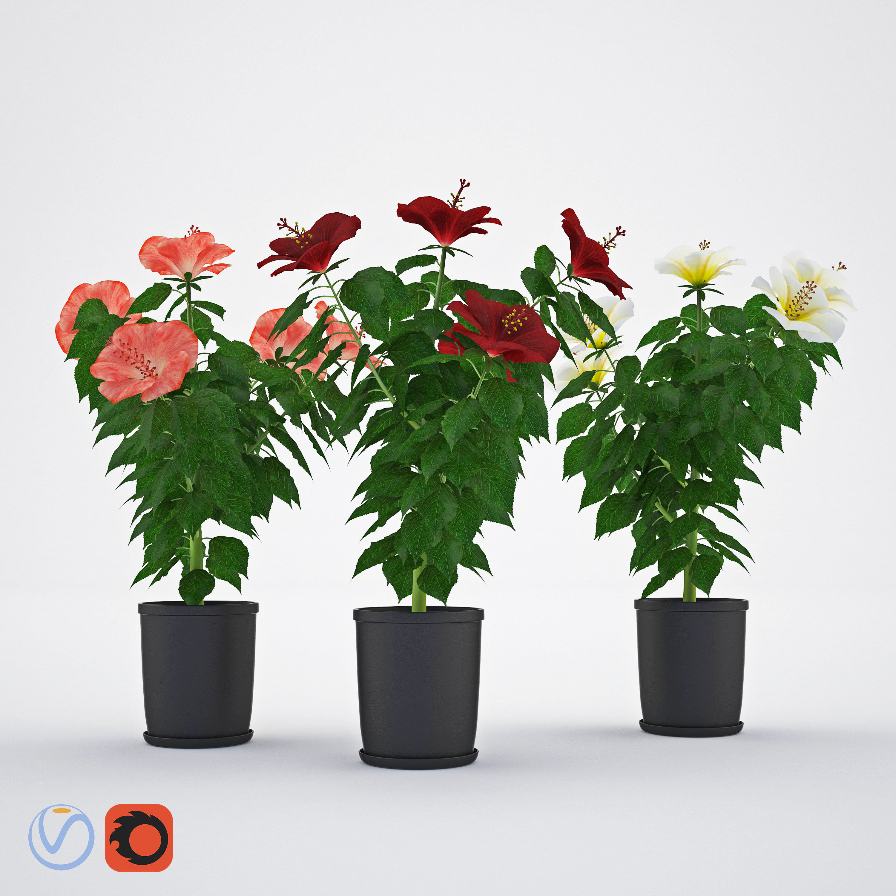 Hibiscus 3D model 3D Model