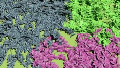 Arachis Repens – Tradescantia Zebrina – Strobilanthes Dyerianus 3D Model