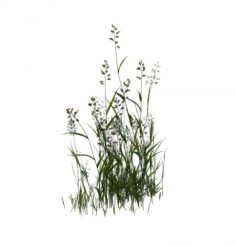 Plant – flowers 33 3D Model