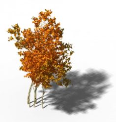 Shrub – Huanglongshan Small Trees 03 3D Model