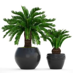 Cycas palm tree 3D Model