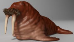 Walrus Rigged 3D Model