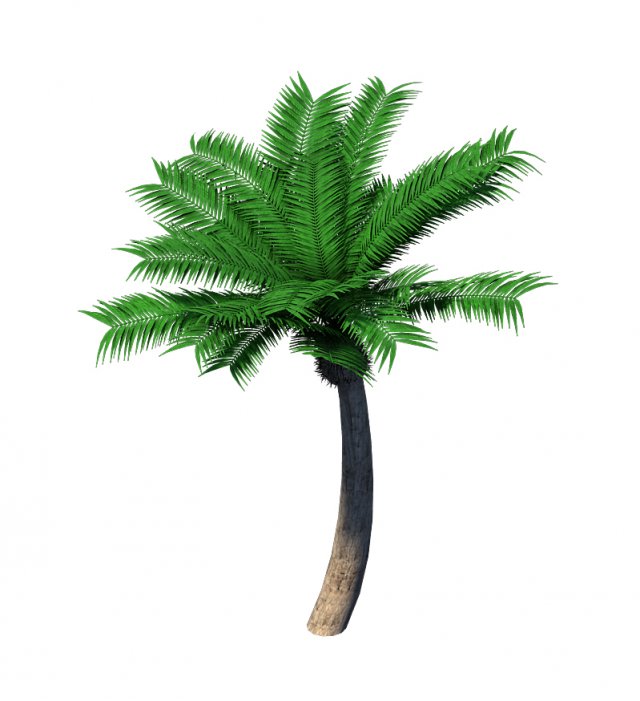 Plant – Coconut Tree 32 3D Model