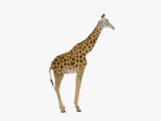 Giraffe Rothschilds – Rigged 3D Model