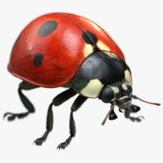 Ladybug (2) (Ornatrix fur) 3D Model