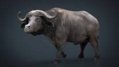 African Buffalo 3D Model
