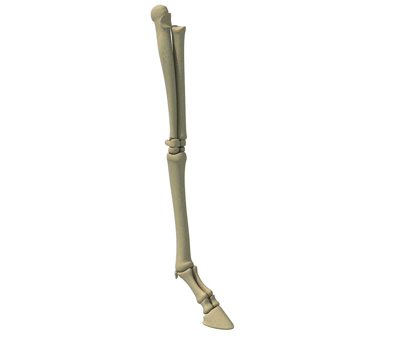 3D Animal Femur Bones 3D Model