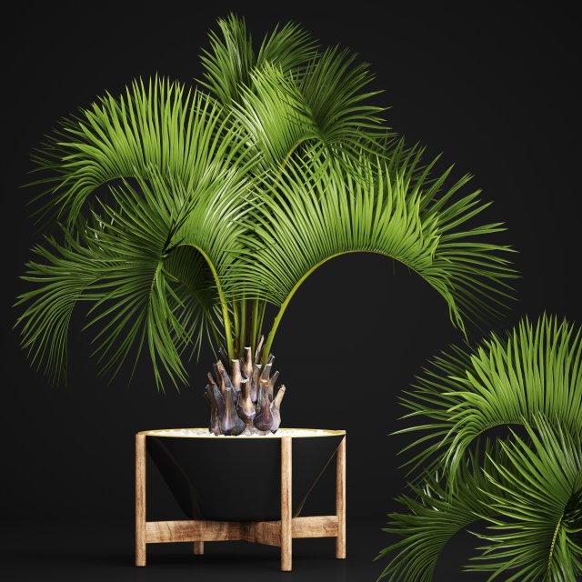 Butia capitata palm 3D Model