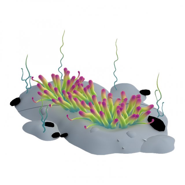 Submarine plant – small sea anemone 3D Model