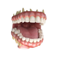 3D Teeth 3D Model