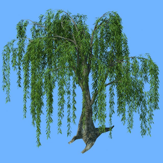 Forest Trees – Willow 03 3D Model