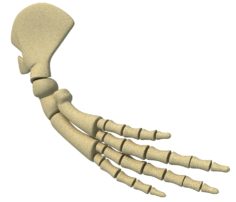 3D Whale Flipper Shoulder Bones model 3D Model