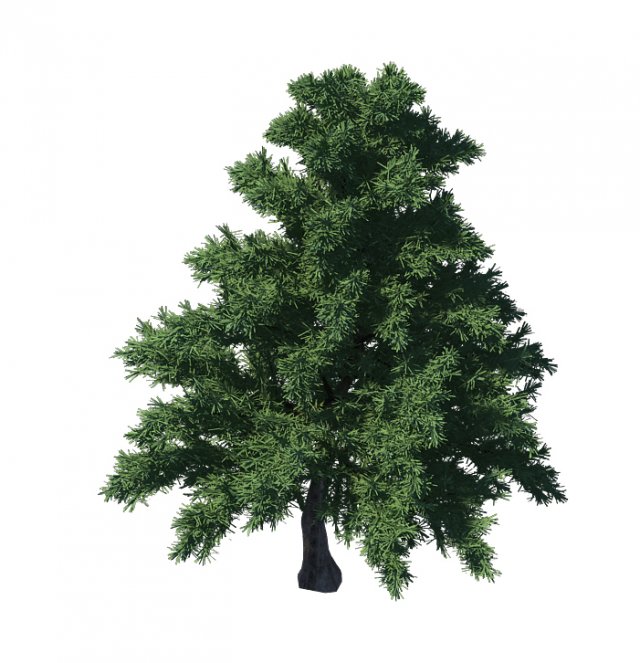 Plant – Pine 36 3D Model