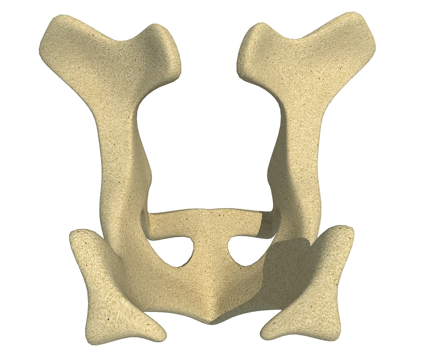 Animal Pelvis V3 3D Model