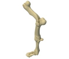 Animal Leg Bones 3D model 3D Model