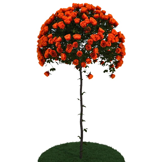 Roses bush 3 3D model 3D Model