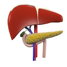 3D model Digestive Organs 3D Model