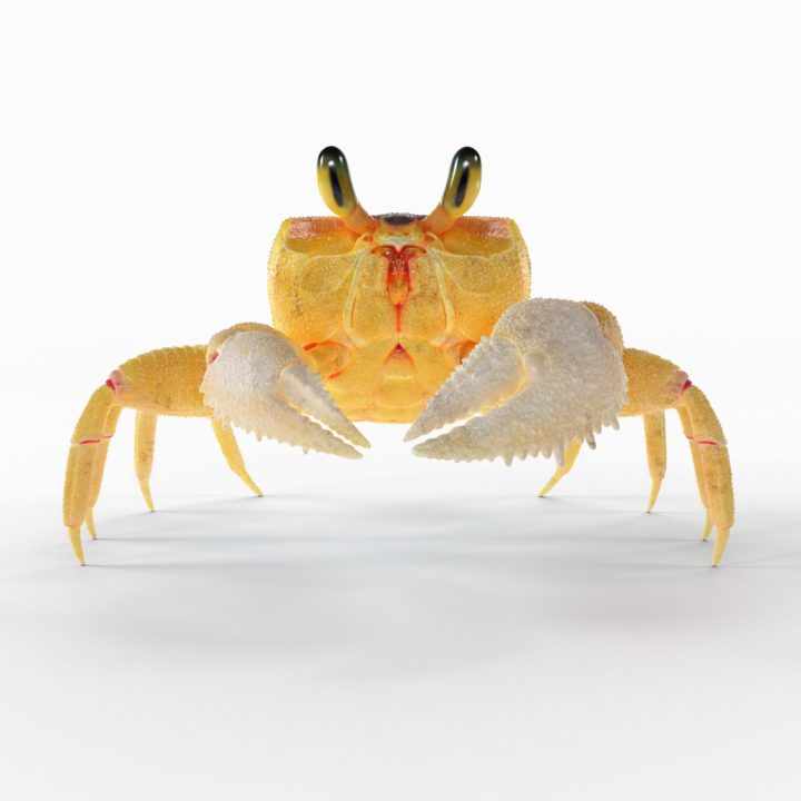 3D Ghost Crab model 3D Model