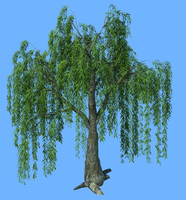 Forest Trees – Willow 01 3D Model