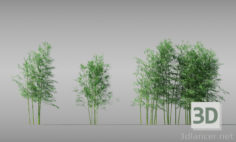 3D-Model 
BAMBOO TREE