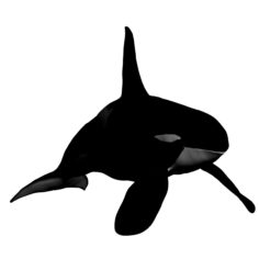 Orca Male Bull 3D Model