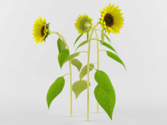 3D model Sunflower 3D Model