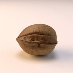Walnut Free 3D Model