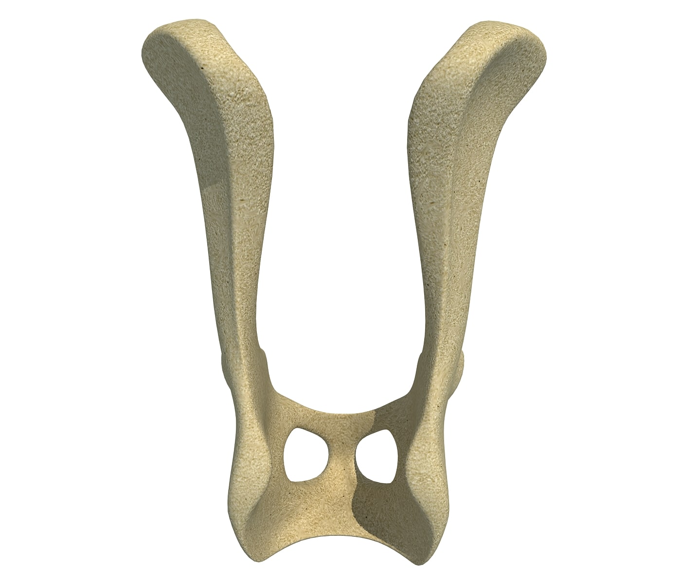 Animal Pelvis V4 3D Model