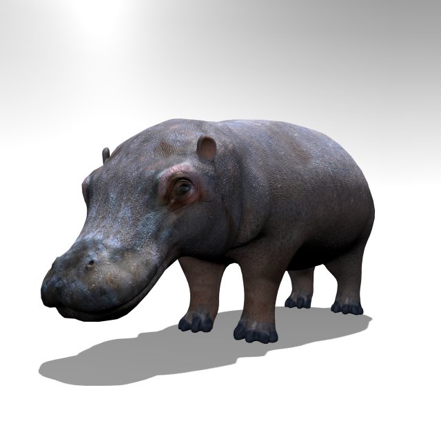 Hippopotamus 3D Model