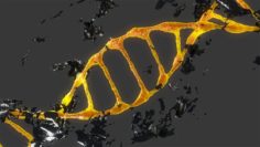 DNK 3D Model
