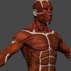 Human anatomy muscles 3D Model