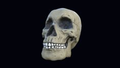 3D Skull Low Poly 3D Model