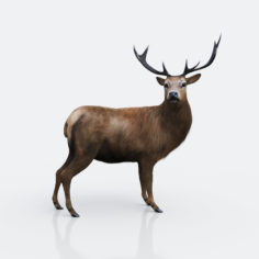 The Forest Deer 3D Model